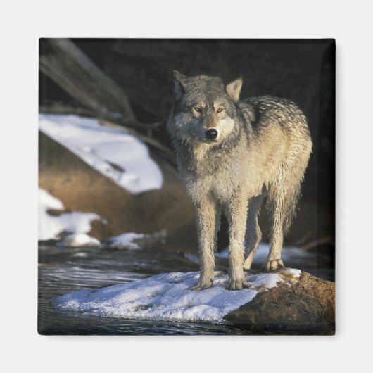 Noord-Amerika, Verenigde Staten, Minnesota. Wolf ( Magneet (Voorkant)