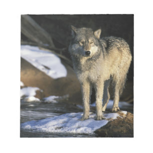 Noord-Amerika, Verenigde Staten, Minnesota. Wolf ( Notitieblok