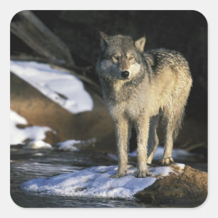 Noord-Amerika, Verenigde Staten, Minnesota. Wolf ( Vierkante Sticker