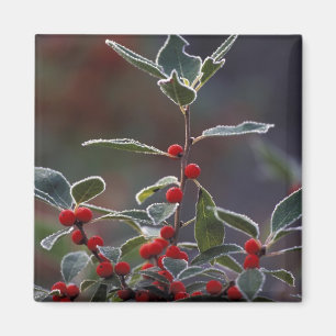 Noord-Amerika, Verenigde Staten, New England. Holl Magneet