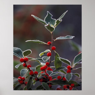 Noord-Amerika, Verenigde Staten, New England. Holl Poster