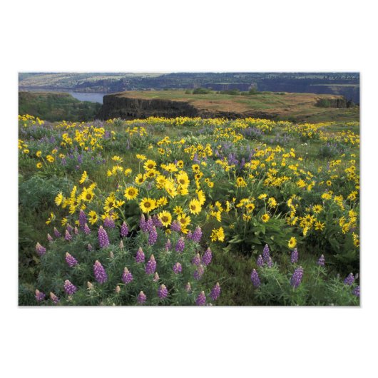 Noord-Amerika, Verenigde Staten, Oregon, Columbia Foto Afdruk (Voorkant)