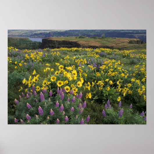 Noord-Amerika, Verenigde Staten, Oregon, Columbia  Poster (Voorkant)