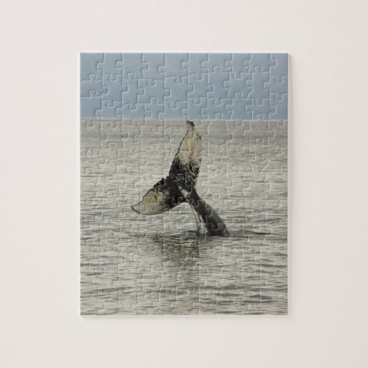 Noord-Amerika, VS, AK, Inside Passage. Bultrug Legpuzzel (Verticaal)