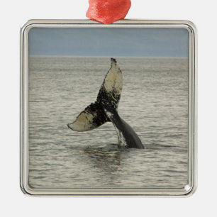 Noord-Amerika, VS, AK, Inside Passage. Bultrugwalv Metalen Ornament