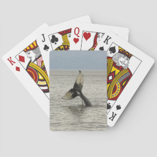 Noord-Amerika, VS, AK, Inside Passage. Bultrugwalv Pokerkaarten