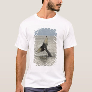 Noord-Amerika, VS, AK, Inside Passage. Bultrugwalv T-shirt