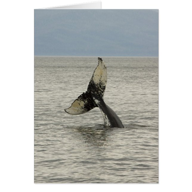 Noord-Amerika, VS, AK, Inside Passage. Humpback (Voorkant)