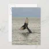 Noord-Amerika, VS, AK, Inside Passage. Humpback Briefkaart (Voorkant / Achterkant)