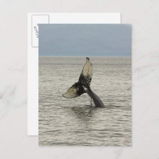 Noord-Amerika, VS, AK, Inside Passage. Humpback Briefkaart (Voorkant / Achterkant)