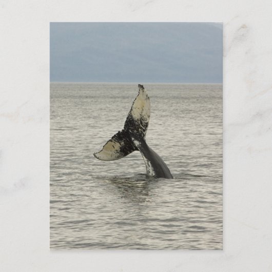 Noord-Amerika, VS, AK, Inside Passage. Humpback Briefkaart (Voorkant)