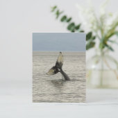Noord-Amerika, VS, AK, Inside Passage. Humpback Briefkaart (Staand voorkant)