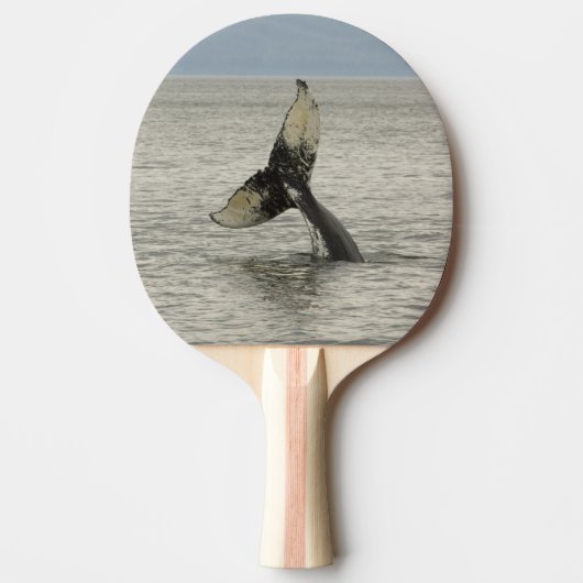 Noord-Amerika, VS, AK, Inside Passage. Humpback Tafeltennisbatje (Voorkant)