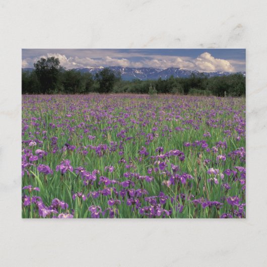 Noord-Amerika, VS, Alaska, Anchorage, Eklutna Briefkaart (Voorkant)