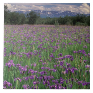 Noord-Amerika, VS, Alaska, Anchorage, Eklutna Tegeltje