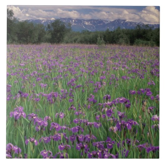 Noord-Amerika, VS, Alaska, Anchorage, Eklutna Tegeltje (Voorkant)