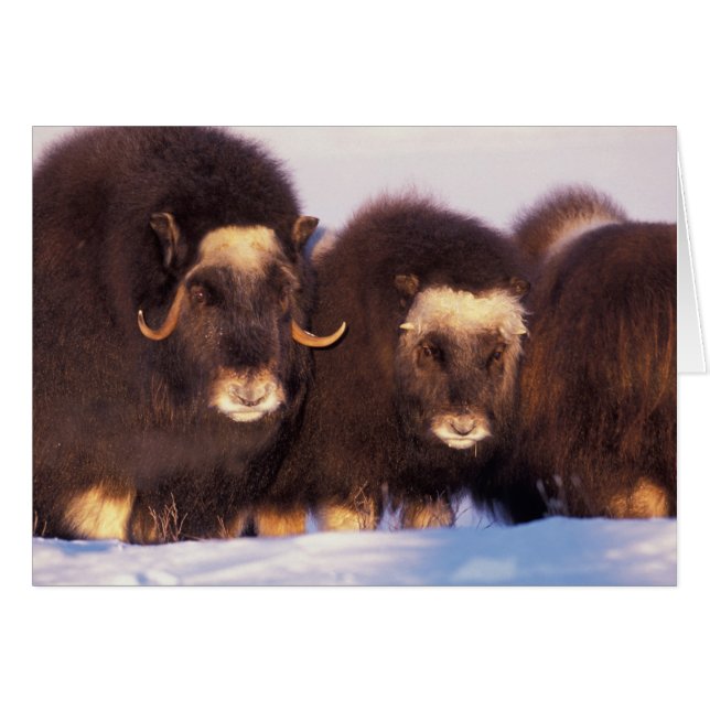 Noord-Amerika, VS, Alaska, Arctische cirkel, (Voorkant Horizontaal)