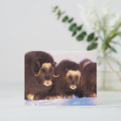 Noord-Amerika, VS, Alaska, Arctische cirkel, Briefkaart (Staand voorkant)