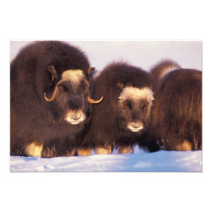 Noord-Amerika, VS, Alaska, Arctische cirkel, Foto Afdruk