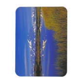 Noord-Amerika, VS, Alaska, Denali NP, Magneet (Verticaal)