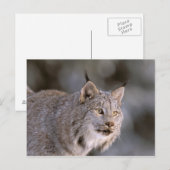 Noord-Amerika, VS, Alaska, Haines. Lynx (Felis 2) Briefkaart (Voorkant / Achterkant)