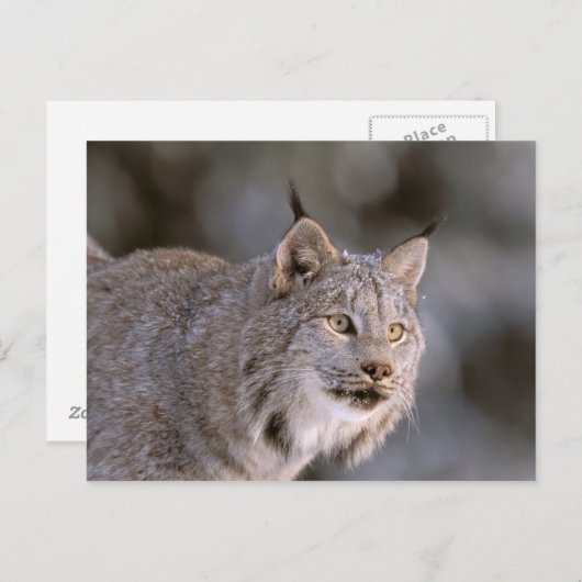 Noord-Amerika, VS, Alaska, Haines. Lynx (Felis 2) Briefkaart (Voorkant / Achterkant)