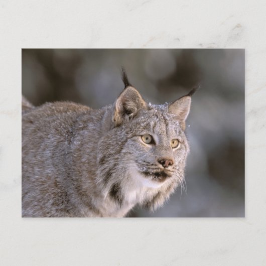 Noord-Amerika, VS, Alaska, Haines. Lynx (Felis 2) Briefkaart (Voorkant)