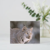 Noord-Amerika, VS, Alaska, Haines. Lynx (Felis 2) Briefkaart (Staand voorkant)