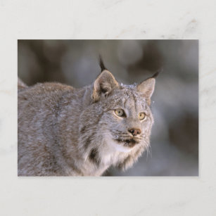 Noord-Amerika, VS, Alaska, Haines. Lynx (Felis 2) Briefkaart