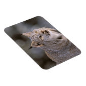 Noord-Amerika, VS, Alaska, Haines. Lynx (Felis 2) Magneet (Rechterzijde)