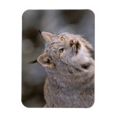 Noord-Amerika, VS, Alaska, Haines. Lynx (Felis 2) Magneet (Verticaal)