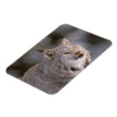 Noord-Amerika, VS, Alaska, Haines. Lynx (Felis 2) Magneet (Linkerzijde)