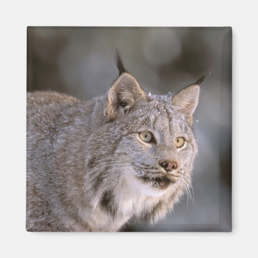 Noord-Amerika, VS, Alaska, Haines. Lynx (Felis 2) Magneet (Voorkant)