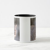 Noord-Amerika, VS, Alaska, Haines. Lynx (Felis 2) Mok (Midden)