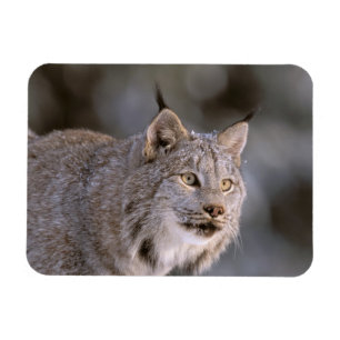 Noord-Amerika, VS, Alaska, Haines. Lynx (Felis l Magneet