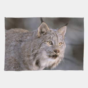 Noord-Amerika, VS, Alaska, Haines. Lynx (Felis l Theedoek