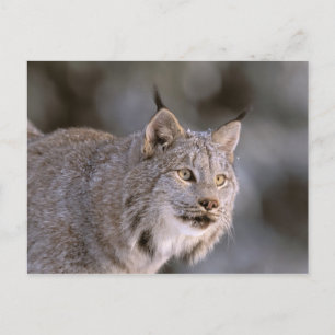 Noord-Amerika, VS, Alaska, Haines. Lynx (Felis lyn Briefkaart