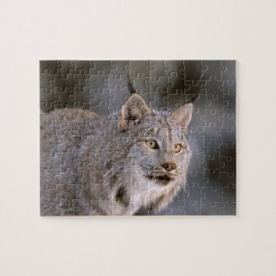 Noord-Amerika, VS, Alaska, Haines. Lynx (Felis lyn Legpuzzel