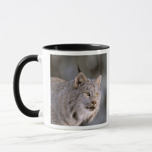 Noord-Amerika, VS, Alaska, Haines. Lynx (Felis lyn Mok