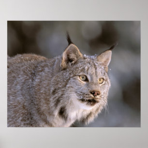 Noord-Amerika, VS, Alaska, Haines. Lynx (Felis lyn Poster