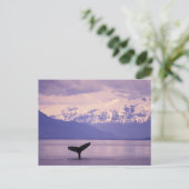Noord-Amerika, VS, Alaska, Inside Passage. Briefkaart (Staand voorkant)
