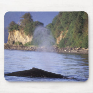 Noord-Amerika, VS, Alaska, Inside Passage. Muismat