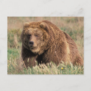 Noord-Amerika, VS, Alaska, Kodiak-eiland, Briefkaart
