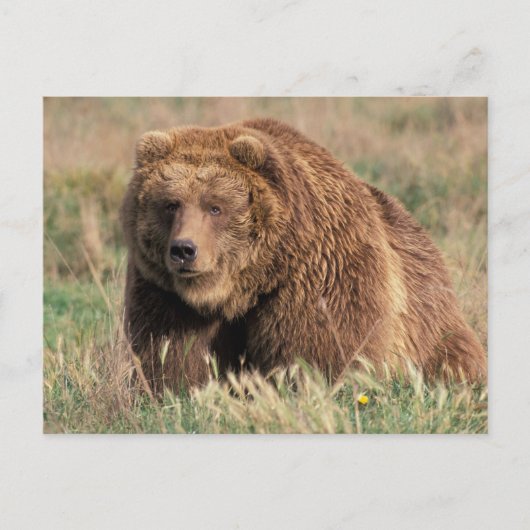 Noord-Amerika, VS, Alaska, Kodiak-eiland, Briefkaart (Voorkant)