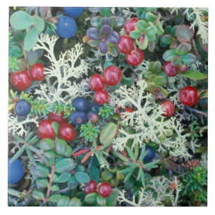 Noord-Amerika, VS, Alaska, Landschap, bessen Tegeltje