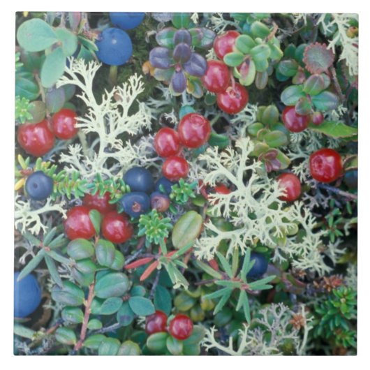 Noord-Amerika, VS, Alaska, Landschap, bessen Tegeltje (Voorkant)