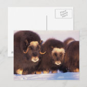 Noord-Amerika, VS, Alaska, poolcirkel, Briefkaart (Voorkant / Achterkant)