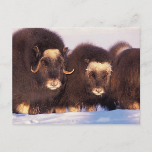 Noord-Amerika, VS, Alaska, poolcirkel, Briefkaart (Voorkant)
