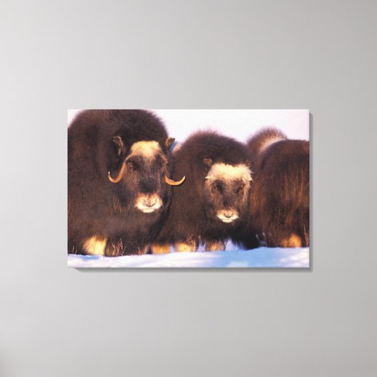 Noord-Amerika, VS, Alaska, poolcirkel, Canvas Afdruk (Voorkant)