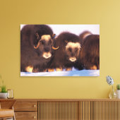 Noord-Amerika, VS, Alaska, poolcirkel, Canvas Afdruk (Insitu (Woonkamer))
